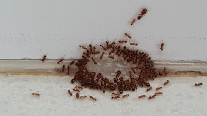 Ants Control Singapore